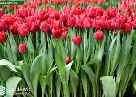 Tulipa Scarlet Verona ® (2)